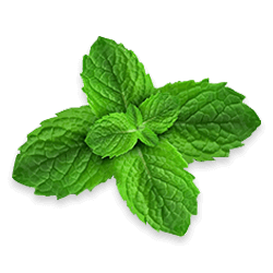 Menthe